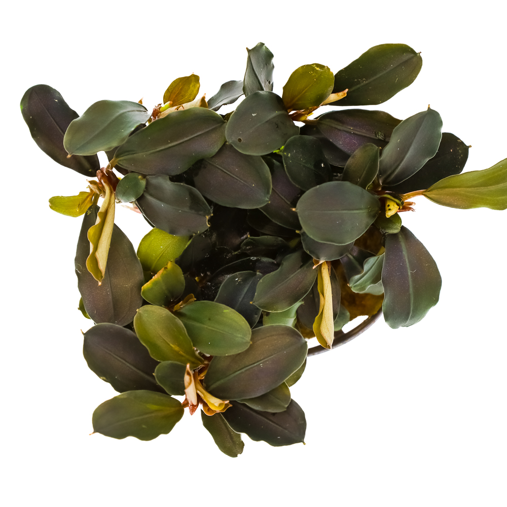 MASTA Bucephalandra Lamandau roślina do akwarium